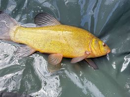 Fish from the fishing lake