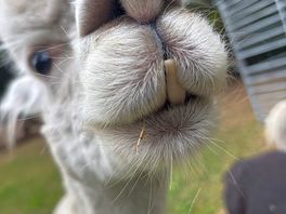 Lovely alpaca