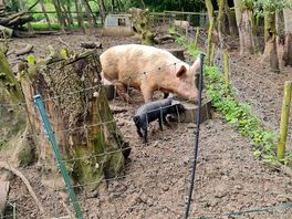 Pigs galore