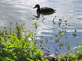 Plenty of ducks swimming around.