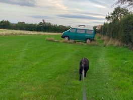 Our dog leading the way back to the camper.