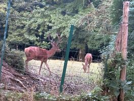 Deer and stag in the grounds