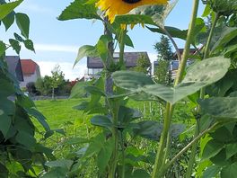 Kleiner blumen/gemüse garten
