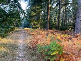 Forest by the campsite