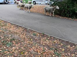 Sheep exploring the site