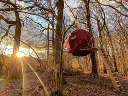 Exterior of the Tree Tent amongst the trees, in Autumn