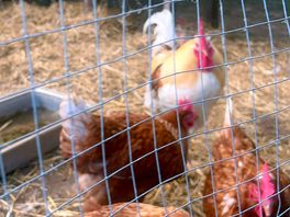 Chickens