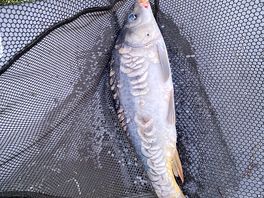 Another carp