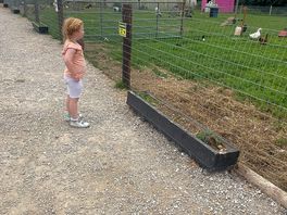 Little miss checking out rooster and geese