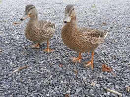 Friendly,ducks always hungry