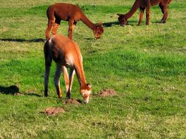 How could you not like having the alpacas join you in the morning for breakfast at your balcony