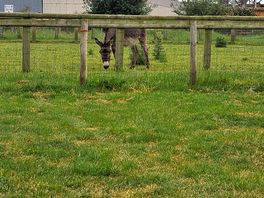 Donkey, these laugh at you 🤣
