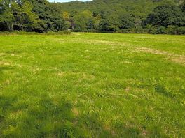Dog fiels