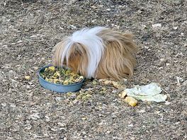 The guinea pig