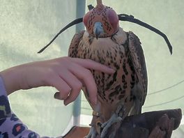 Andys lana falcon