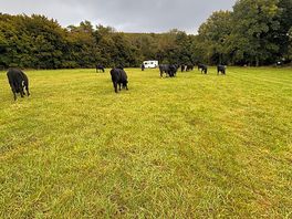 Unexpected visitors