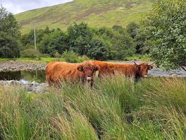 The neighbours
