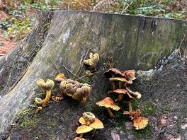 Just an old tree trunk but still beautiful in its own way