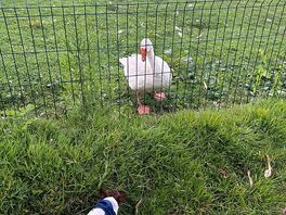 Very friendly goose!