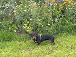 Wildflowers