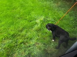 Owners dog came down when the fry up went on