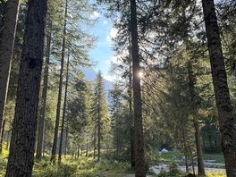 Woods across from river