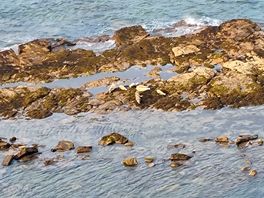 Seals in the bay
