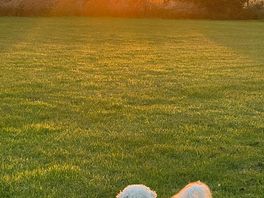 The field