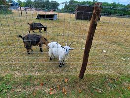 Farm animals