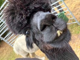 Lovely alpaca