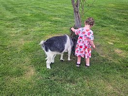 Evening goats
