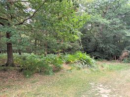 Peaceful forest, lots of wildlife.