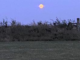 The moon