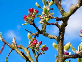 The apple blossom in the orchard