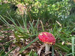 Mushroom
