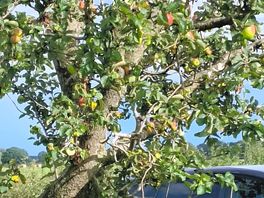 Apple of my eye