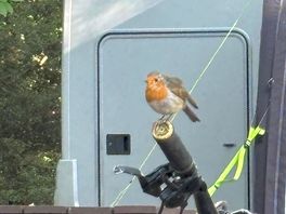 Little visitor everyday