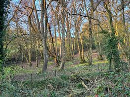 View across the stream