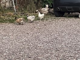 Cheeky chicks roam freely!! lovely!!