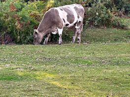 Lovely cow.
