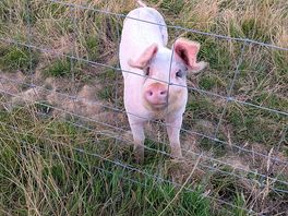 Peppa the pig