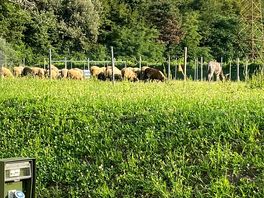 Schafe vor unserem stellplatz.