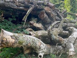 Wood pile for the insects