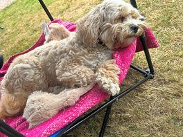 Sleepy doggy