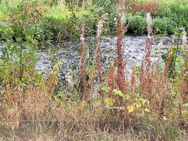 Peaceful river view