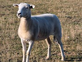 A lonely sheep that escaped the herd.