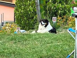 Bella