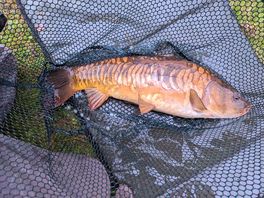 Mirror carp