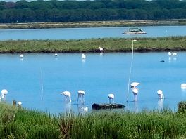 Nella laguna si possono osservare dei bellissimi fenicotteri