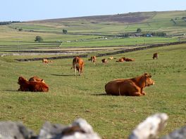 Local cows